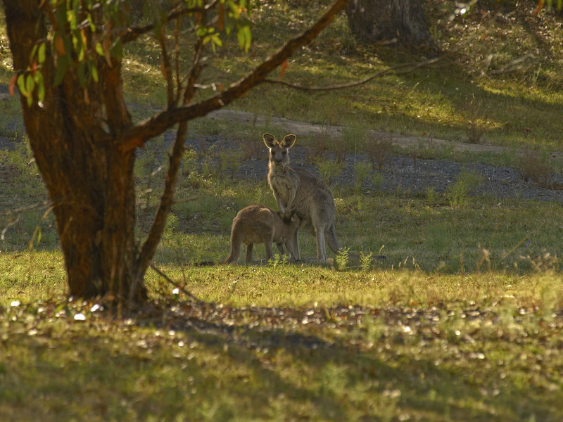 Kangaroo, Warrumbungle